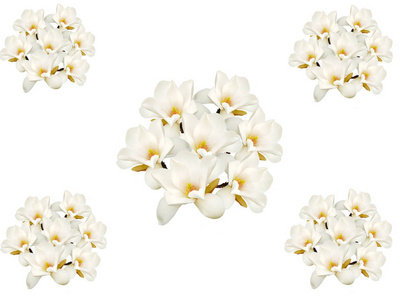盛开的白色玉兰花花束查出的白色背景