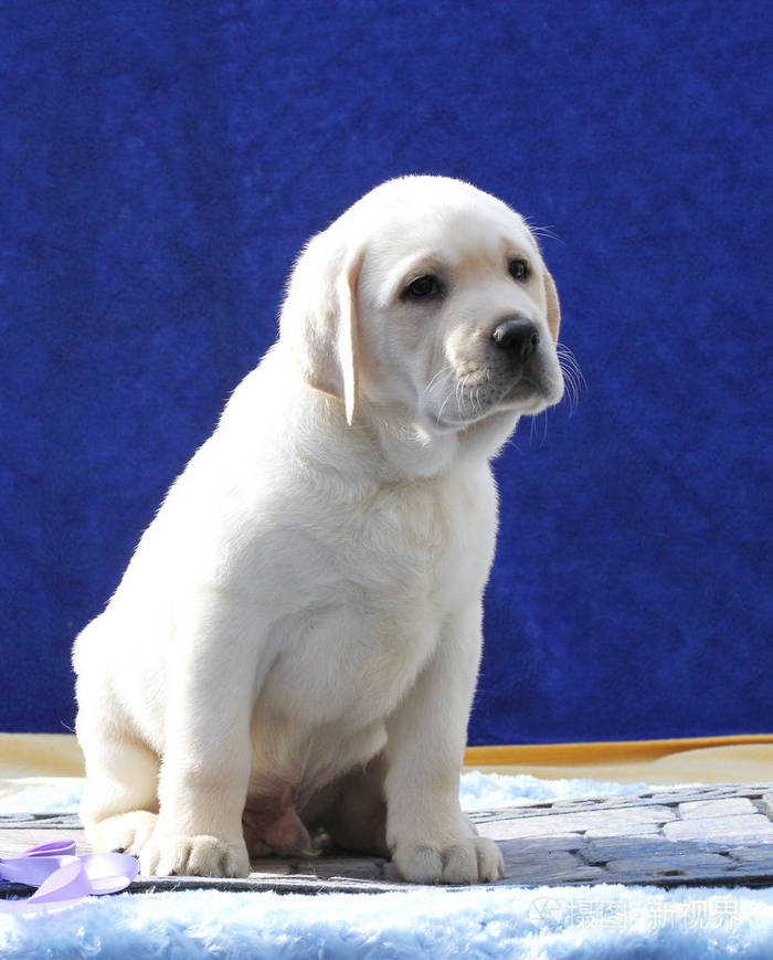 蓝色背景上的小可爱拉布拉多狗