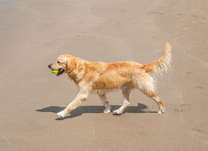 拉布拉多犬在海滩玩