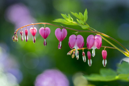 Dicentra 赤粉红色出血心在树枝上, 开花植物在春天花园, 浪漫场景与阳光反射背景