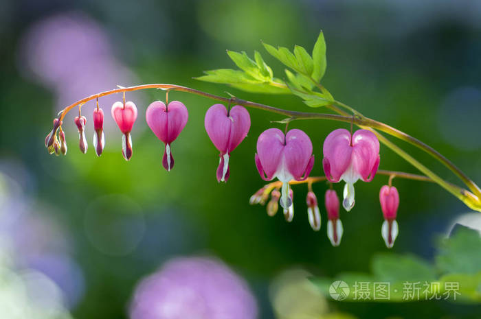 Dicentra 赤粉红色出血心在树枝上, 开花植物在春天花园, 浪漫场景与阳光反射背景