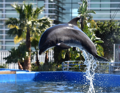 水族馆水中的海豚