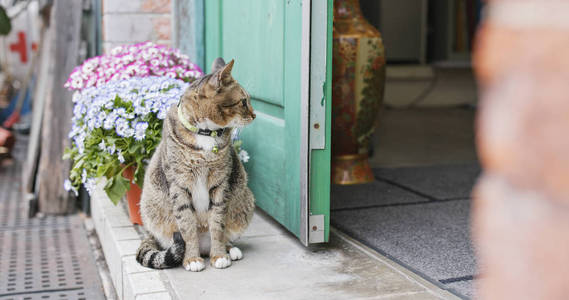 街头猫坐在门口图片