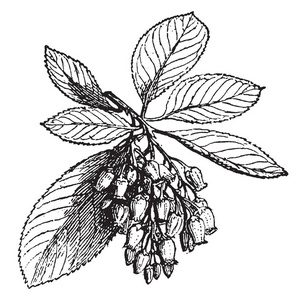 一幅显示草莓树枝的图片, 上面挂着一串草莓花, 复古线条画或雕刻插图