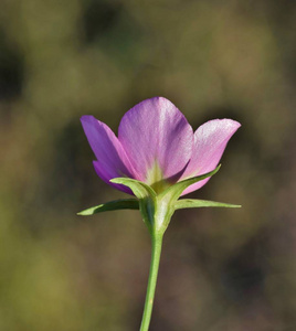 从草地上的花瓣的背面视图粉红色野花 草原 sabatia 在休斯敦, Tx