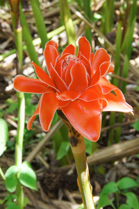 etlingera 丽格的朵红色的花