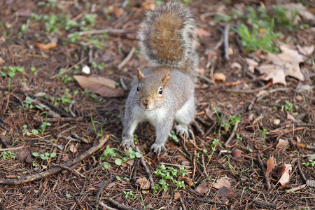 scoiattolo nel parco在cibo附近