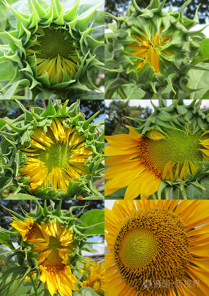 向日葵生长阶段