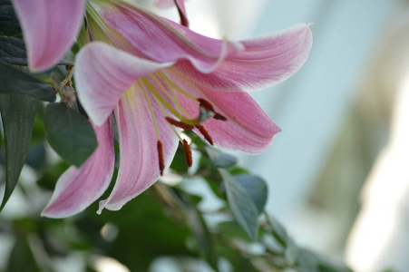 百合花园里的花