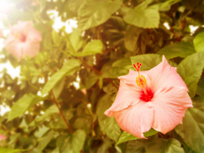 老式的芙蓉花，与清晨的阳光