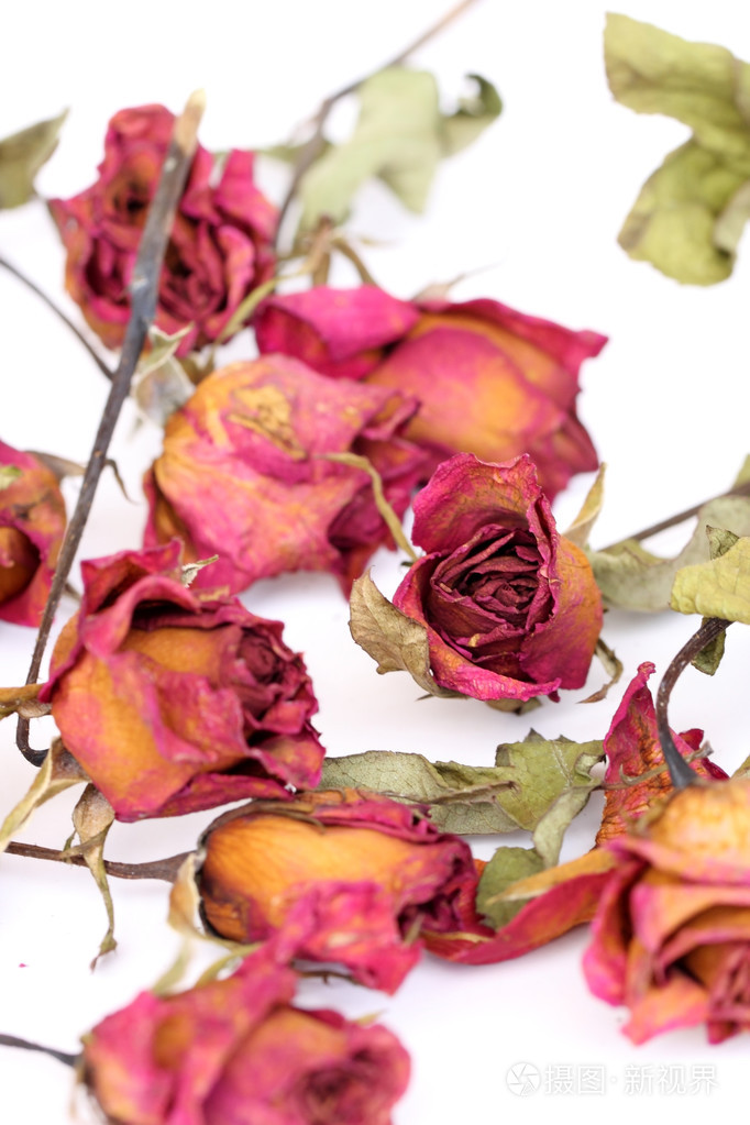 枯萎的玫瑰花瓣散落在白色背景上