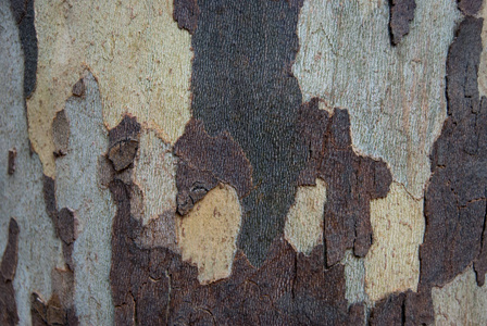 悬铃木或平面树树皮纹理, 迷彩图案