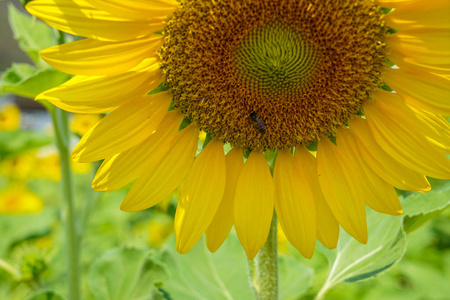 特写一半明亮美丽的黄色快乐向日葵显示花粉图案, 软花瓣, 蜜蜂与模糊的绿色领域背景, 选择性聚焦