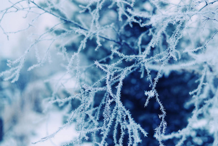 树上的雪树枝特写