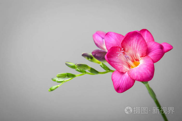 美丽的小苍兰花在灰色背景上