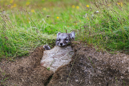 冰岛年轻嬉戏的北极狐幼崽照片