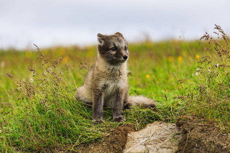 冰岛年轻嬉戏的北极狐幼崽照片