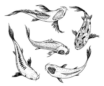 一组鲤鱼鲤, 日本鱼。韩国动物。雕刻手画线艺术复古纹身单色素描标签