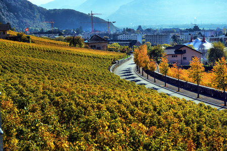 秋天葡萄园的全景在瑞士
