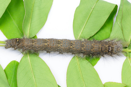 棕色枯叶一只棕色枯叶蛾的毛虫照片