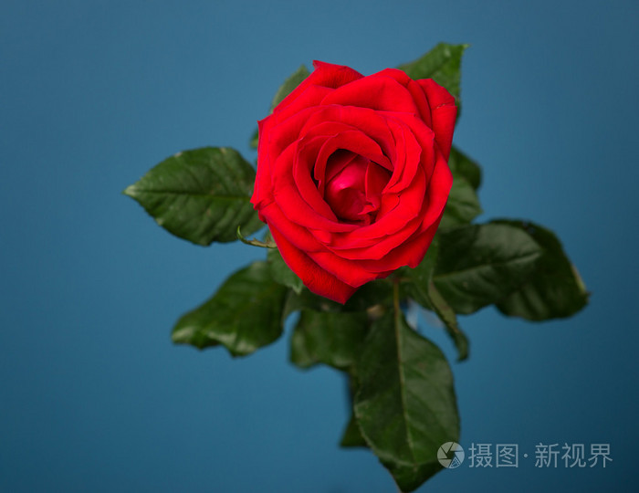 一朵红玫瑰在蓝色背景