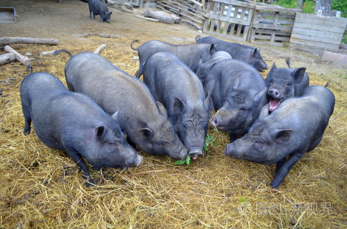 一大群小猪在农场