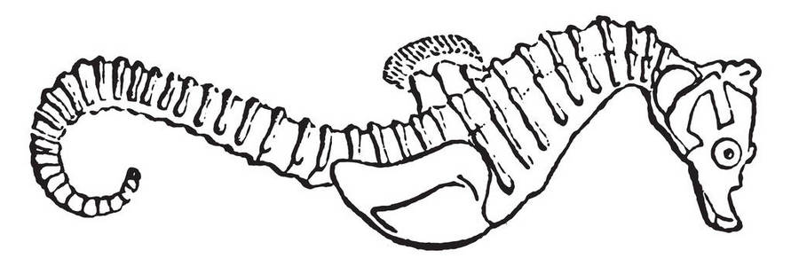 海马, 老式雕刻插图。动物的自然历史, 1880
