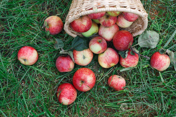 在花园的草地上散落的苹果丰收