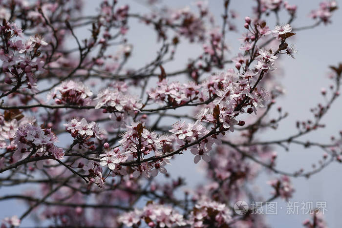 春天树上的粉红色花朵