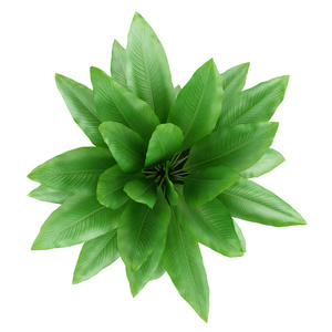 顶视图植物图片