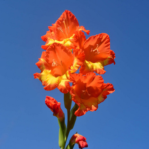 亮橙黄色的唐菖蒲花对蓝天