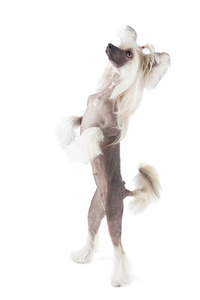 跳舞中国冠毛的犬图片
