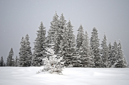 美丽冬季积雪冷杉树林景观和烟雾