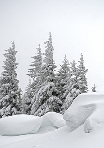 神秘的景观，白雪覆盖的树木和雪飘在山区