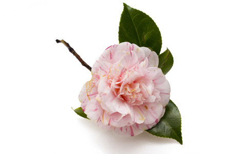 孤立的粉红色山茶花照片