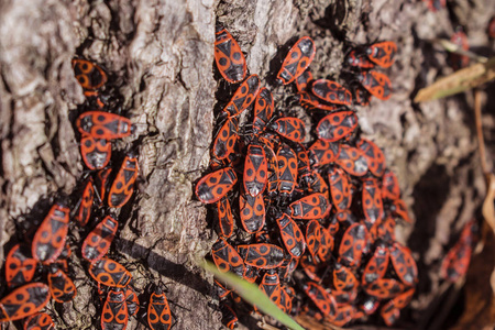 红夏虫们, Pyrrhocoris apterus 一只普通昆虫