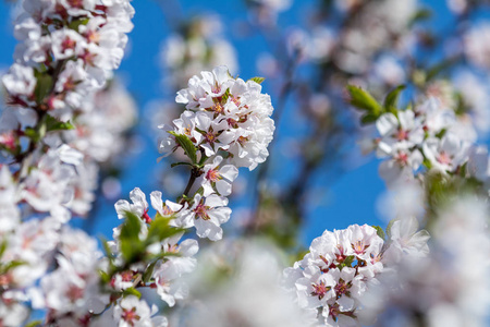 白花樱桃树枝特写