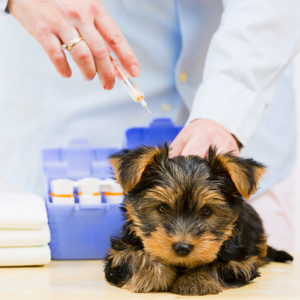 兽医的治疗   约克郡小狗接种疫苗