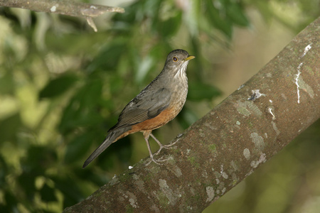 棕腹鸫，种 rufiventris