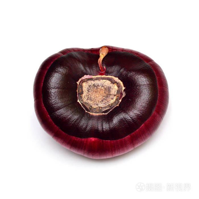 白色背景下的唐菖蒲花鳞茎.农业, 园艺.准备在地里种植的植物.