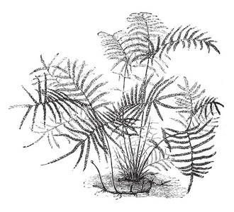 图片的图片, 也被称为袋状珊瑚蕨类植物或纠结蕨类植物, 复古线画或雕刻插图