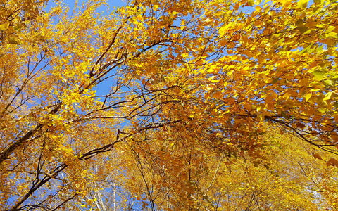 秋桦树的树枝与蓝色的天空亮黄色叶子