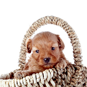 一只小狗在 wattled 篮子里的肖像