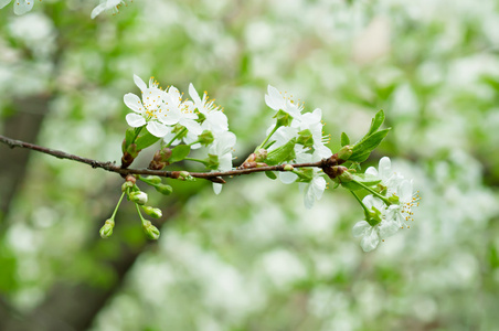 樱桃花