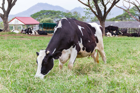 奶牛站在绿田农场吃草