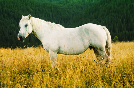 在山上吃草的白马
