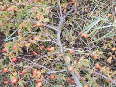 秋季植物及其果实, 土地地块