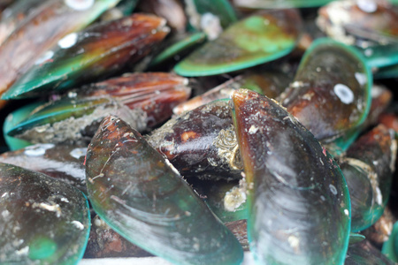 在市场上的贝壳图片