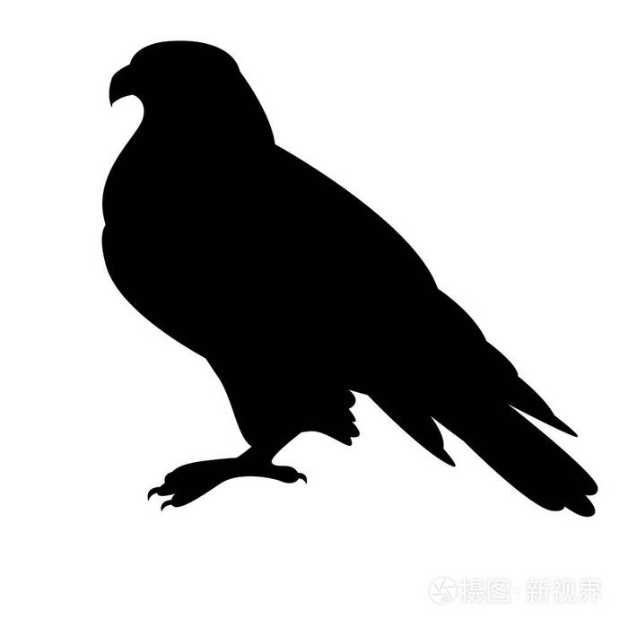 老鹰鸟向量例证黑色剪影外形