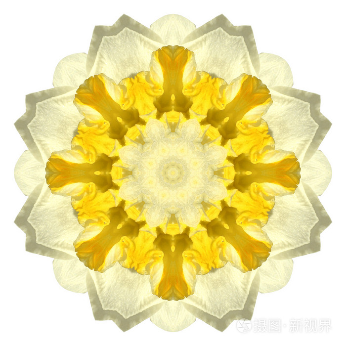 孤立在白色背景上的花曼陀罗